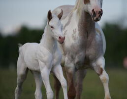 She must be an Angel (Holly)