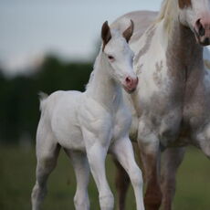 She must be an Angel (Holly)