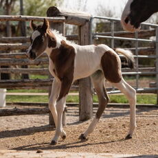 Kiss Of The Asset (Lou)