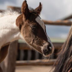 Kiss Of The Asset (Lou)